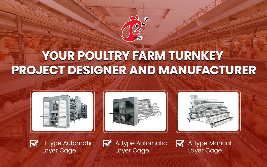 Bestchickencage Ordinary Type Layer Cage China Prefab Chicken Layer Coop Factory ODM Custom Durable / Multifunctional Layers Cage 20000 Chickens Poultry Farm